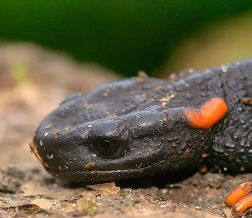 Close-up of a Taliang Knobby Newt's head with a dark body and distinctive orange spot.