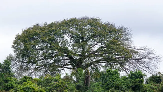 Majestic tree with wide canopy against a gray sky, surrounded by tropical greenery