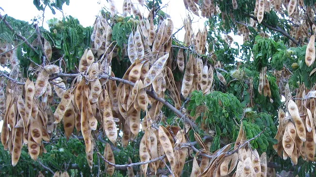 Legumes Tree - Tree branches filled with brown, dried seed pods among green leaves