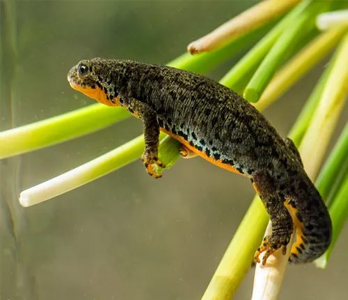 An Alpine Newt clinging to green stems with a dark body and bright belly.