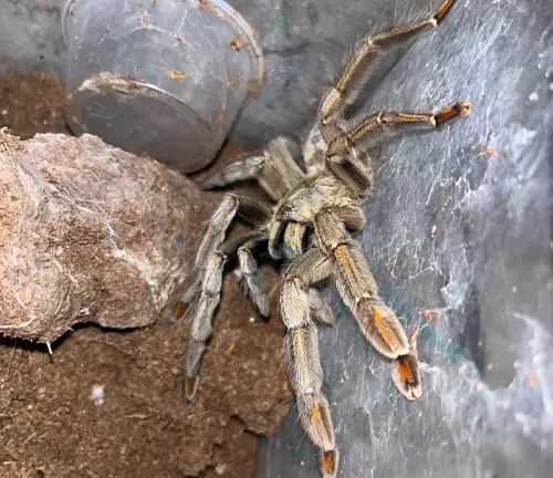  Trinidad Chevron Tarantula in container with dirt and rocks, showcasing its unique size and coloration.