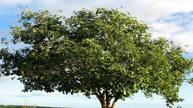Soapberry Tree - Lush green tree with ripe fruits under a cloudy blue sky.