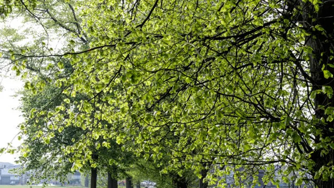 Fresh green leaves on tree branches with a soft-focus background of an urban park