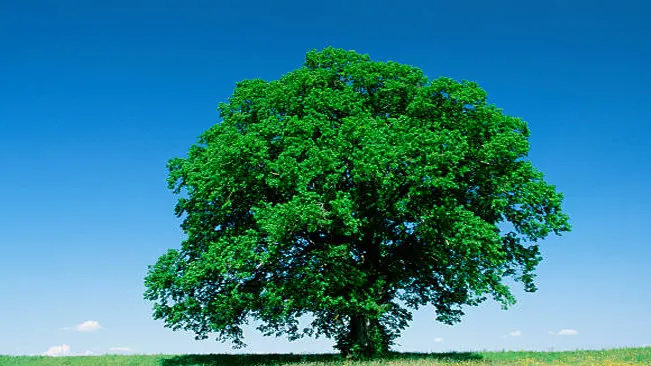 Single large tree with dense, vibrant green foliage against a clear blue sky