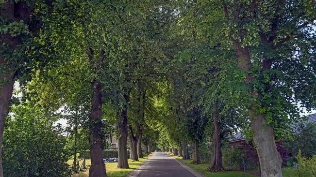 Tree-lined avenue with a leafy green canopy creating a shaded pathway