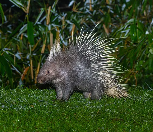 a large rodent covered in sharp quills, native to Southeast Asia.