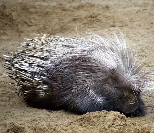 European Porcupine: A medium-sized mammal covered in sharp quills. It weighs around 12-35 pounds and measures about 2-3 feet in length.