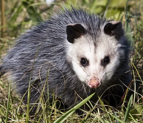 A Virginia Opossum, the only marsupial in North America, is about the size of a house cat and weighs between 4 to 14 pounds.