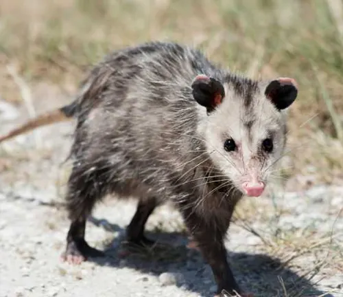A small opossum walking on the ground. Common Opossum.