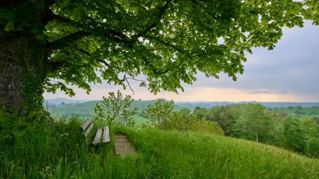 "Rustic wooden bench under the canopy of a Tilia platyphyllos tree, overlooking a lush countryside landscape at dus