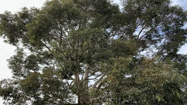 Tall eucalyptus tree with dense foliage against an overcast sky