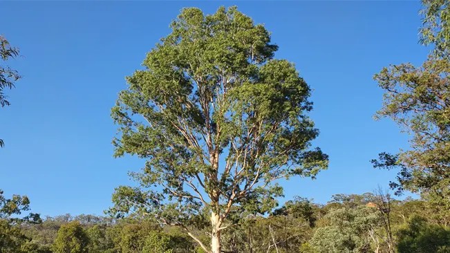 Tall eucalyptus tree with a dense green canopy standing against a blue sky in a forested area