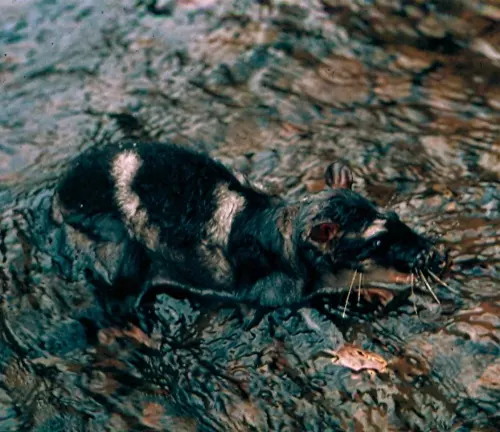 A rat walking in a stream of water, found in the habitat of the "Water Opossum".