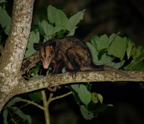 Black-eared opossum perched on a tree branch at night, showcasing its nocturnal nature.