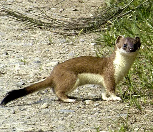 A stoat standing on the side of the road.