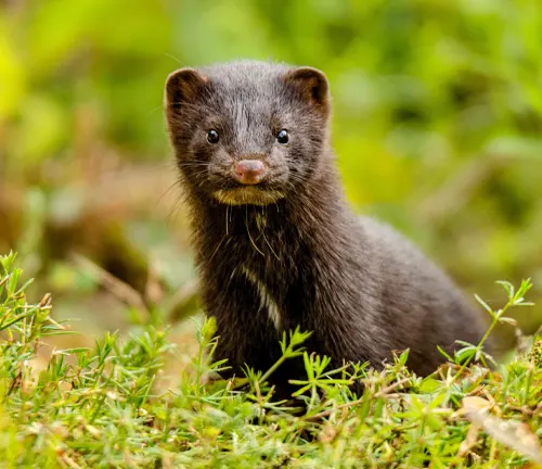 A small black weasel sitting in the grass. Alt text: "American Mink: small black weasel in grass."