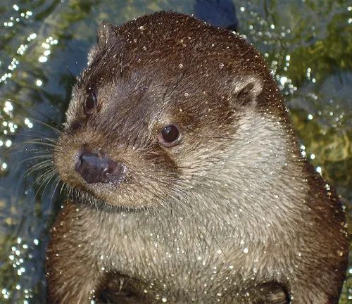 European otter swimming in water, with droplets glistening on its face.