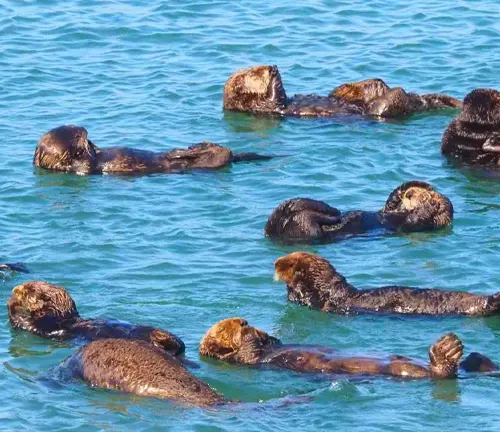 Sea otters swimming in the ocean, showcasing their playful and graceful movements in their natural "Sea Otter" Habitat.