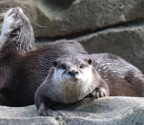 Two Asian Small-clawed Otters sitting on rocks in an enclosure.