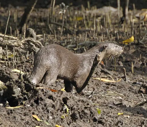 An otter wades through muddy terrain.