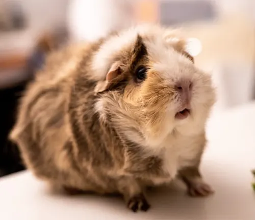 Abyssinian guinea pig with unique coat patterns standing on a table.