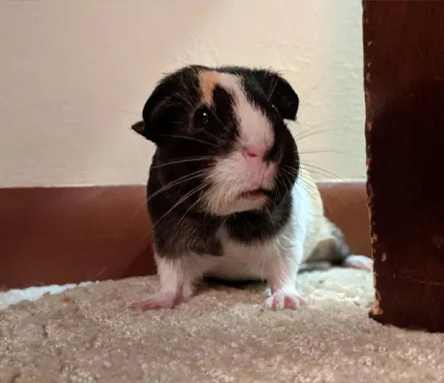 A guinea pig, part of the "American Guinea Pig" breed, sits near a door on the floor.