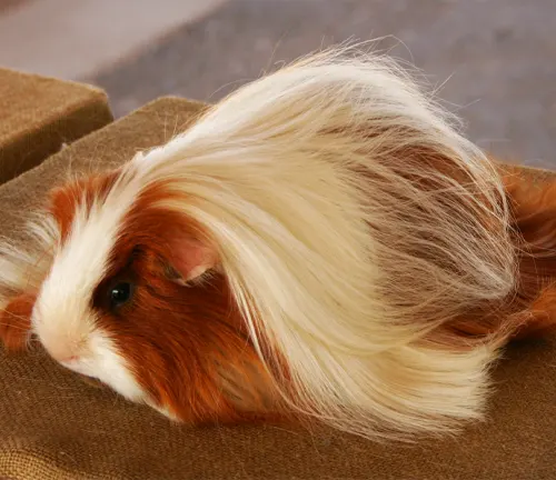  A Peruvian Guinea Pig with long hair sitting on a chair.