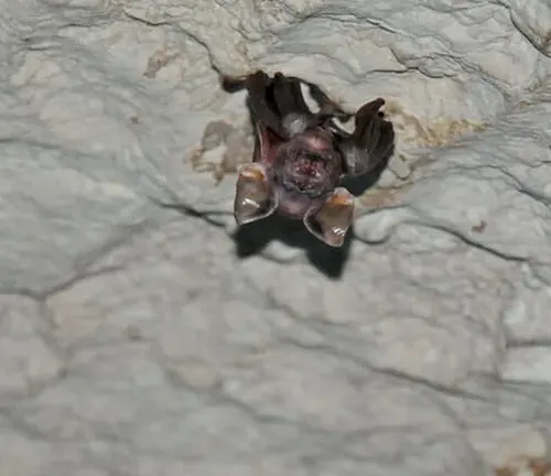A Kitti's Hog-nosed bat hanging upside down from a rock.