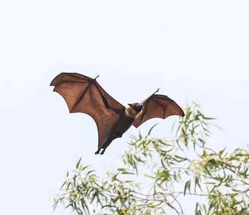 A "Flying Fox" bat soaring through the sky with its wings fully extended.