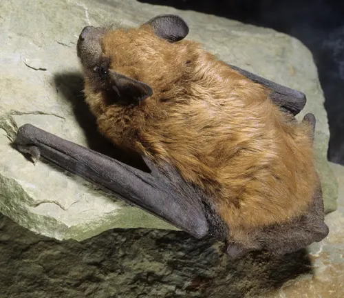 A Big Brown Bat perched on a rock, displaying its wings in a spread position.
