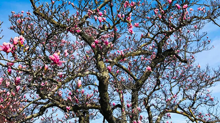 A sprawling magnolia tree with knobby, twisting branches adorned with clusters of vibrant pink blossoms under a clear blue sky.