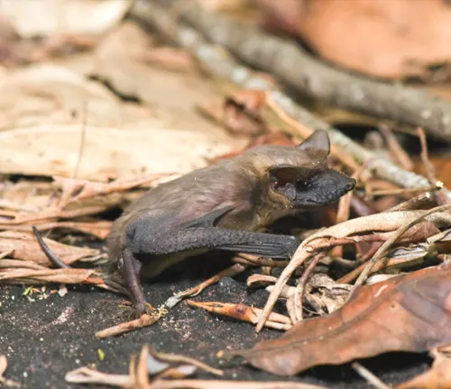 A Mexican Free-tailed Bat perched on the forest floor, blending into its natural habitat.