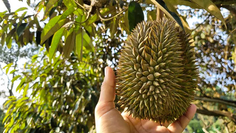 A cluster of spiky durian fruits hanging from the branches of a durian tree, set against a backdrop of lush greenery