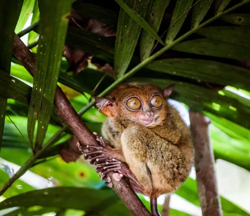 A tarsier monkey perched on a branch in the lush jungle of the Philippines, known for its Philippine Tarsiers.