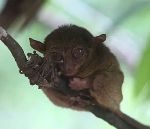 A small Eastern Tarsier peacefully perched on a branch, eyes gently shut, showcasing its physical characteristics.
