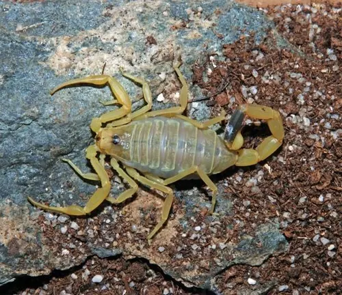 A close-up of a Deathstalker scorpion, with its long, slender body and distinctive yellow coloration.