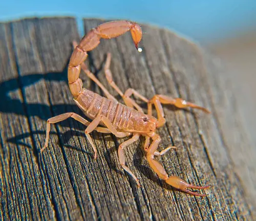 A close-up image of an Arizona Bark Scorpion perched on a weathered wooden post.