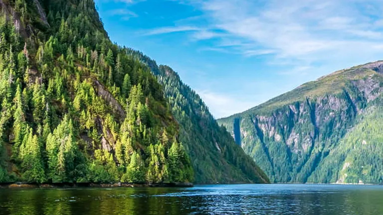 Verdant evergreen slopes of Tongass National Forest alongside the calm waters of a fjord, under a clear blue sky.