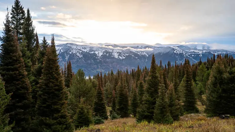 Sunrise casting a soft glow over the snow-dusted peaks of Bridger-Teton National Forest, with a foreground of dense coniferous trees.