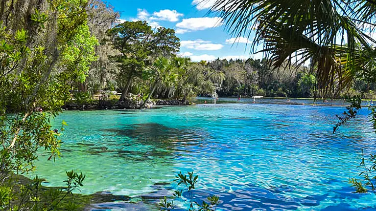Crystal-clear waters of a spring in Ocala National Forest, Florida, surrounded by lush vegetation and framed by palm fronds under a bright blue sky.