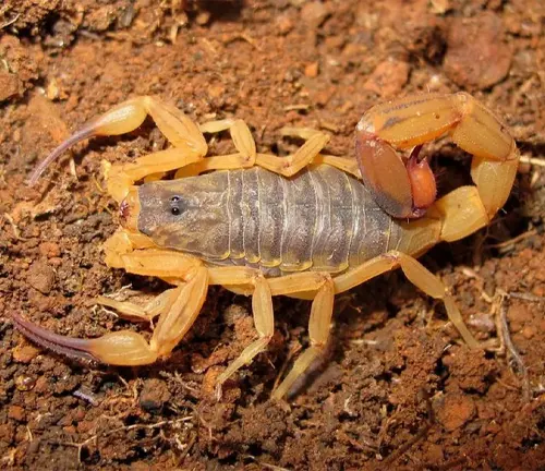 A Brazilian Yellow Scorpion with its legs spread out on the ground, showcasing its distinct coloration.
