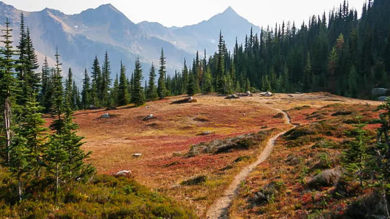 A hiking trail winds through an alpine meadow with evergreen trees and distant mountain peaks in a hazy background