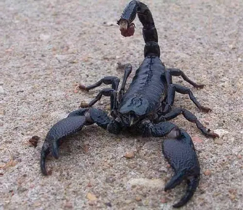  Emperor Scorpion with extended tail on ground.