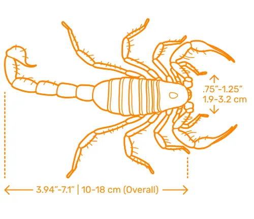 A "Giant Hairy Scorpion" wall decal, showcasing a realistic scorpion design.