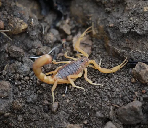 A red Indian scorpion crawling on the ground.