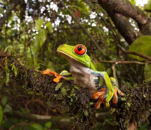 A red-eyed tree frog perched on a jungle branch.