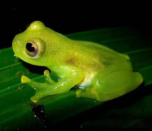 A green frog sitting on a leaf. Known as "Glass Frogs".