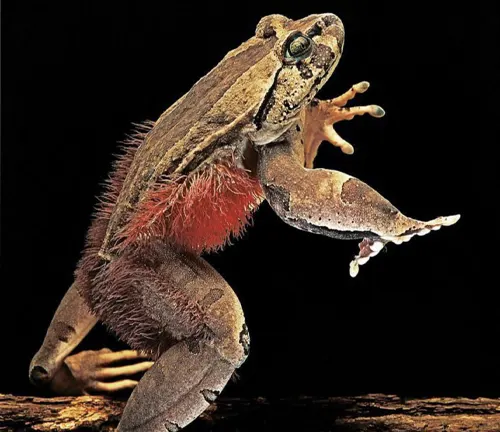 A frog with red and white feathers on its back, known as "Hairy Frogs" due to their unique appearance.
