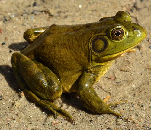 A green frog sitting on the sand, labeled "BullFrogs".