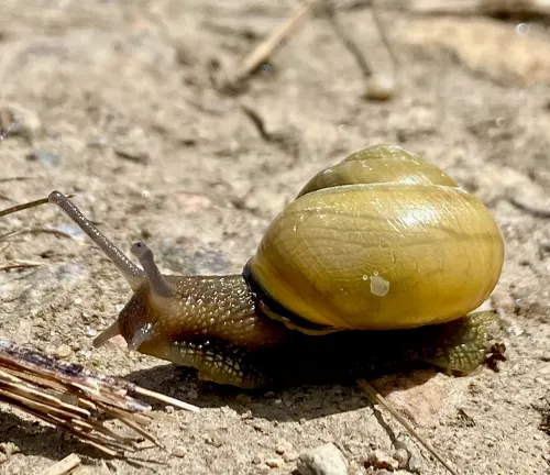 A "Brown-lipped Snail" slowly crawls on the ground near dry grass.
